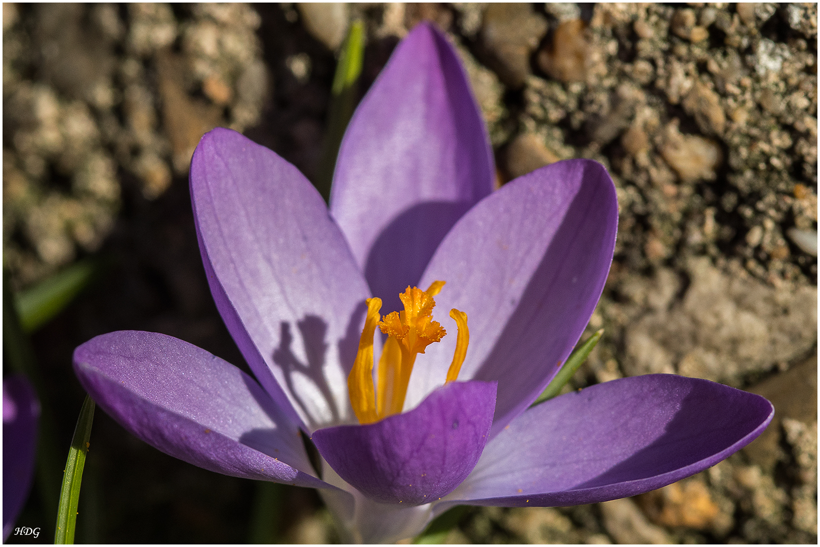 Eine einzelne Krokusblüte ...