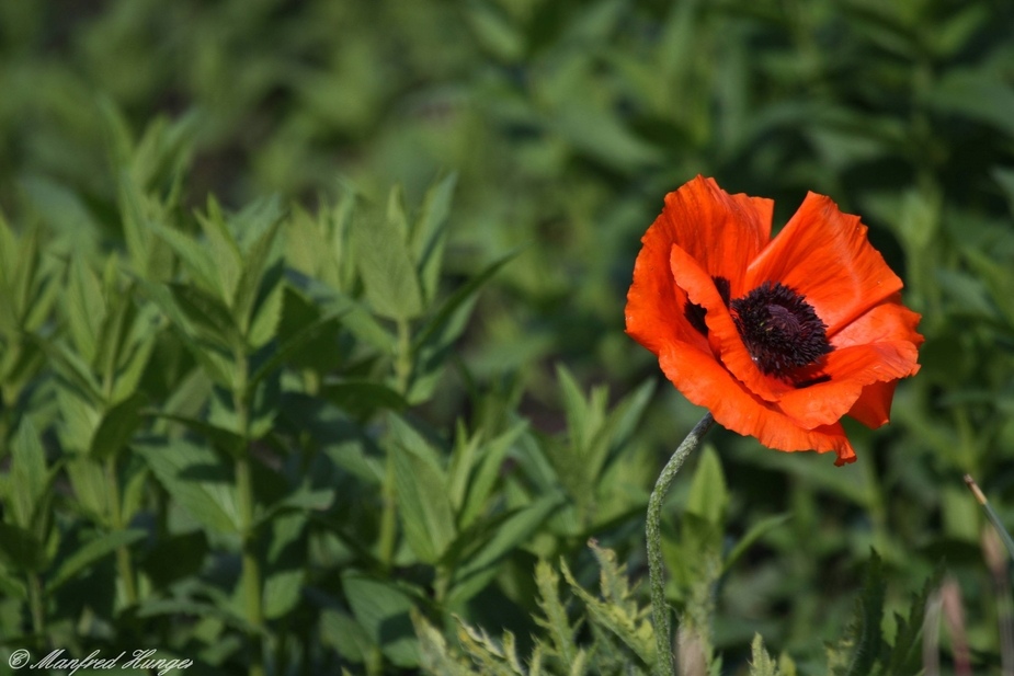 Eine einzelne Mohnblume