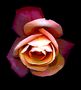 eine einzelne rose von Liesl Stangl