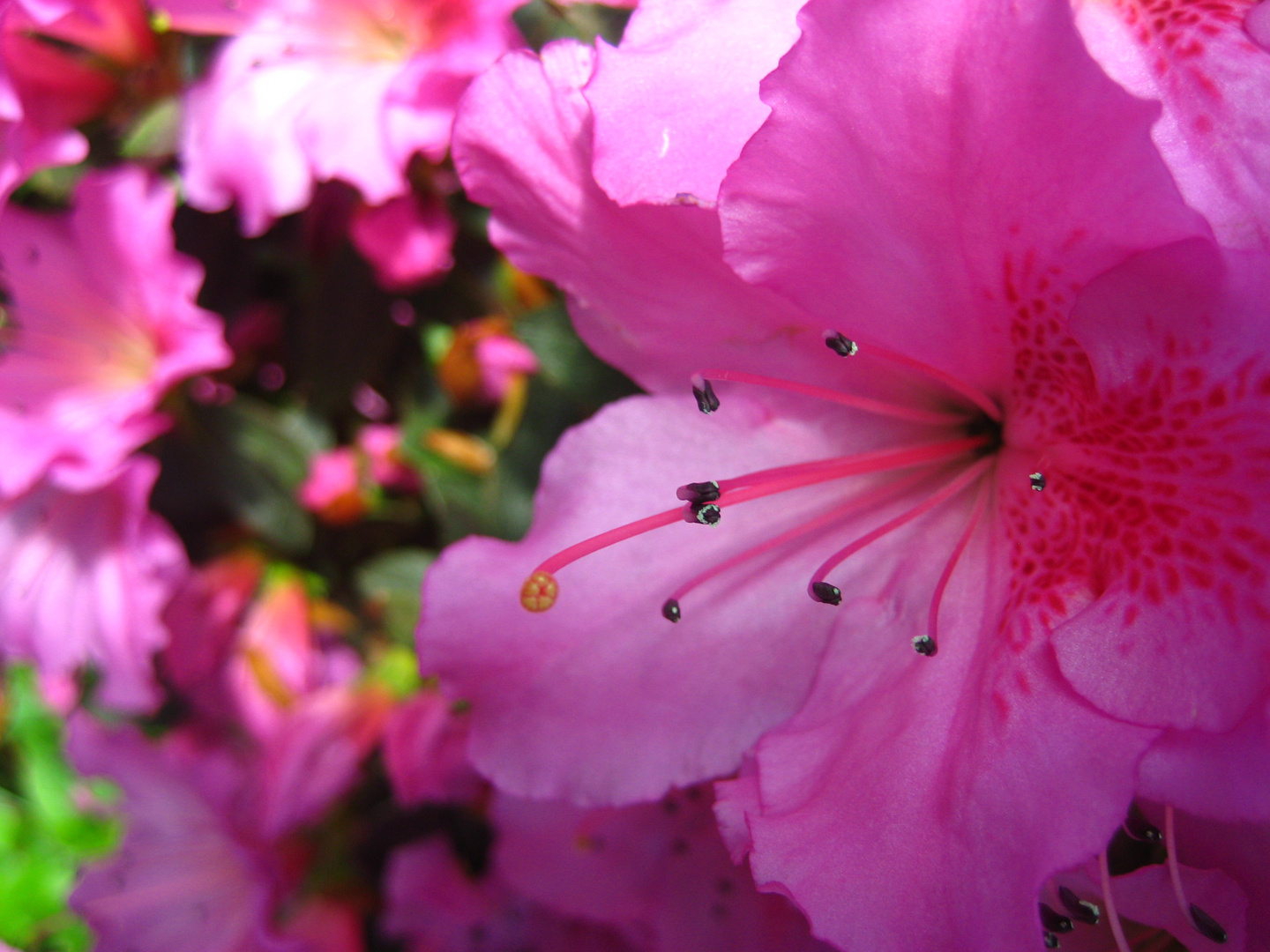 Eine einzelne schöne Blume