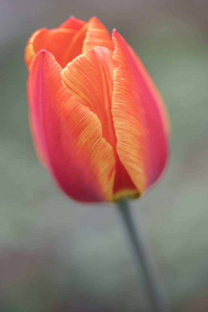 Eine einzelne Tulpe
