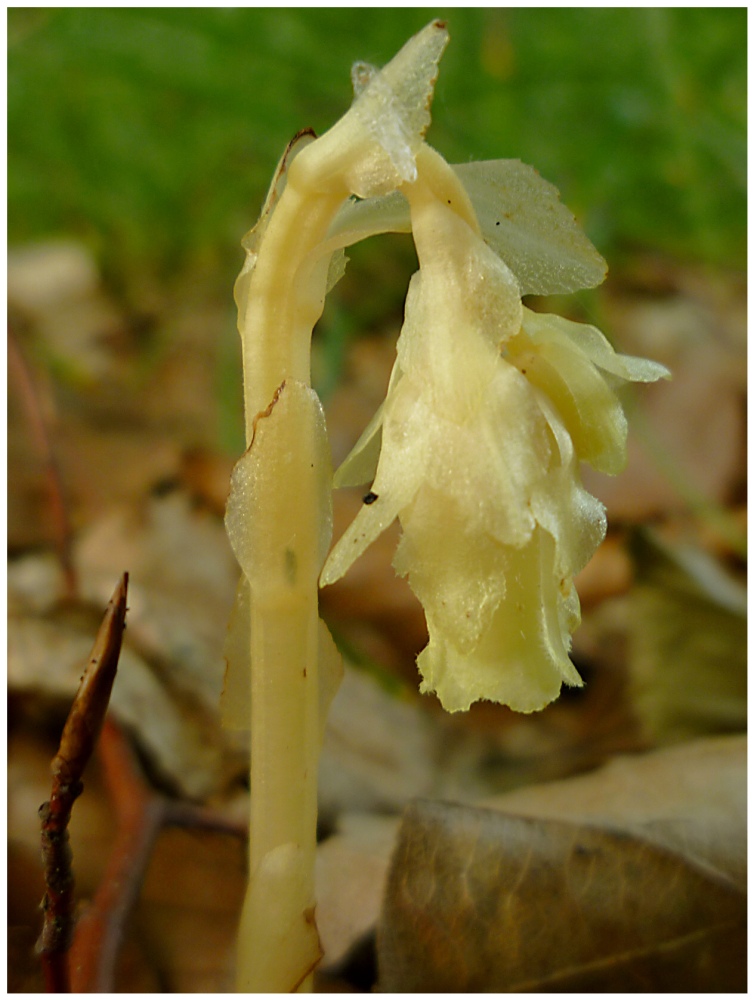 Eine einzige Blüte