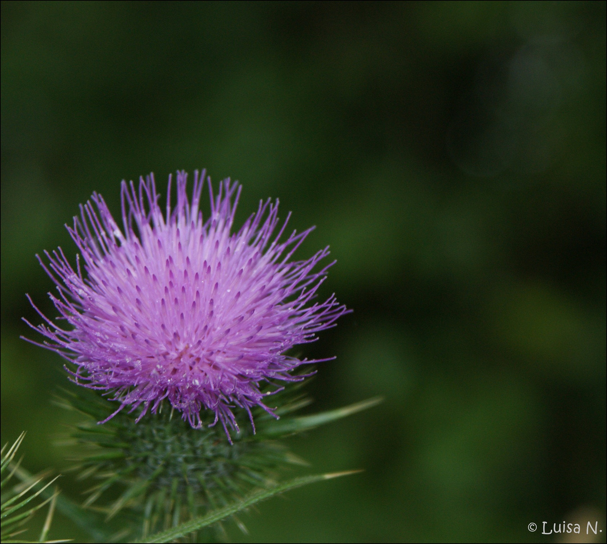 Eine einzige lilane Blüte in der sonst grasgrünen Landschaft ...