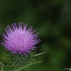 Eine einzige lilane Blüte in der sonst grasgrünen Landschaft ...