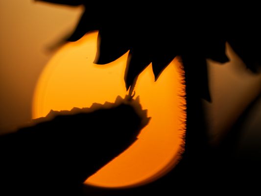 Eine einzige Sonnenblume