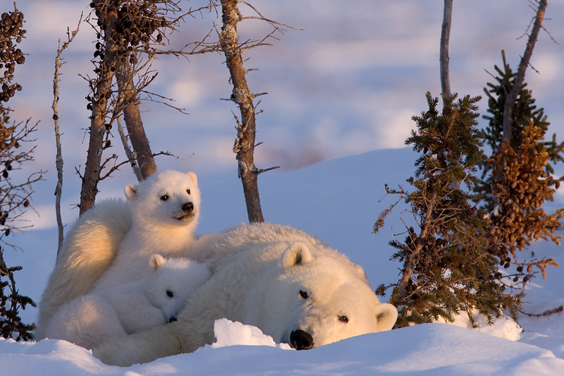 Eine Eisbärfamilie im Wapusk National Park