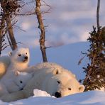 Eine Eisbärfamilie im Wapusk National Park
