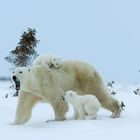 Eine Eisbärmutter mit Drillingen auf dem Weg zum Eis