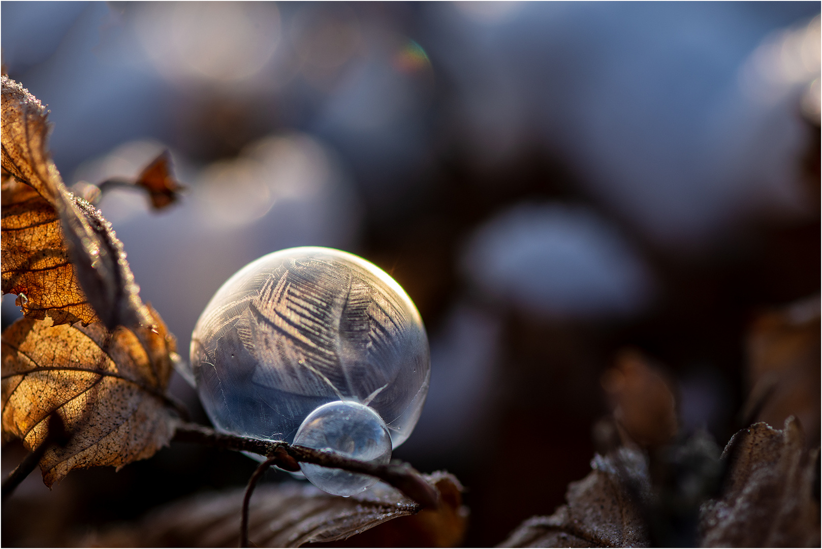 Eine Eisblume