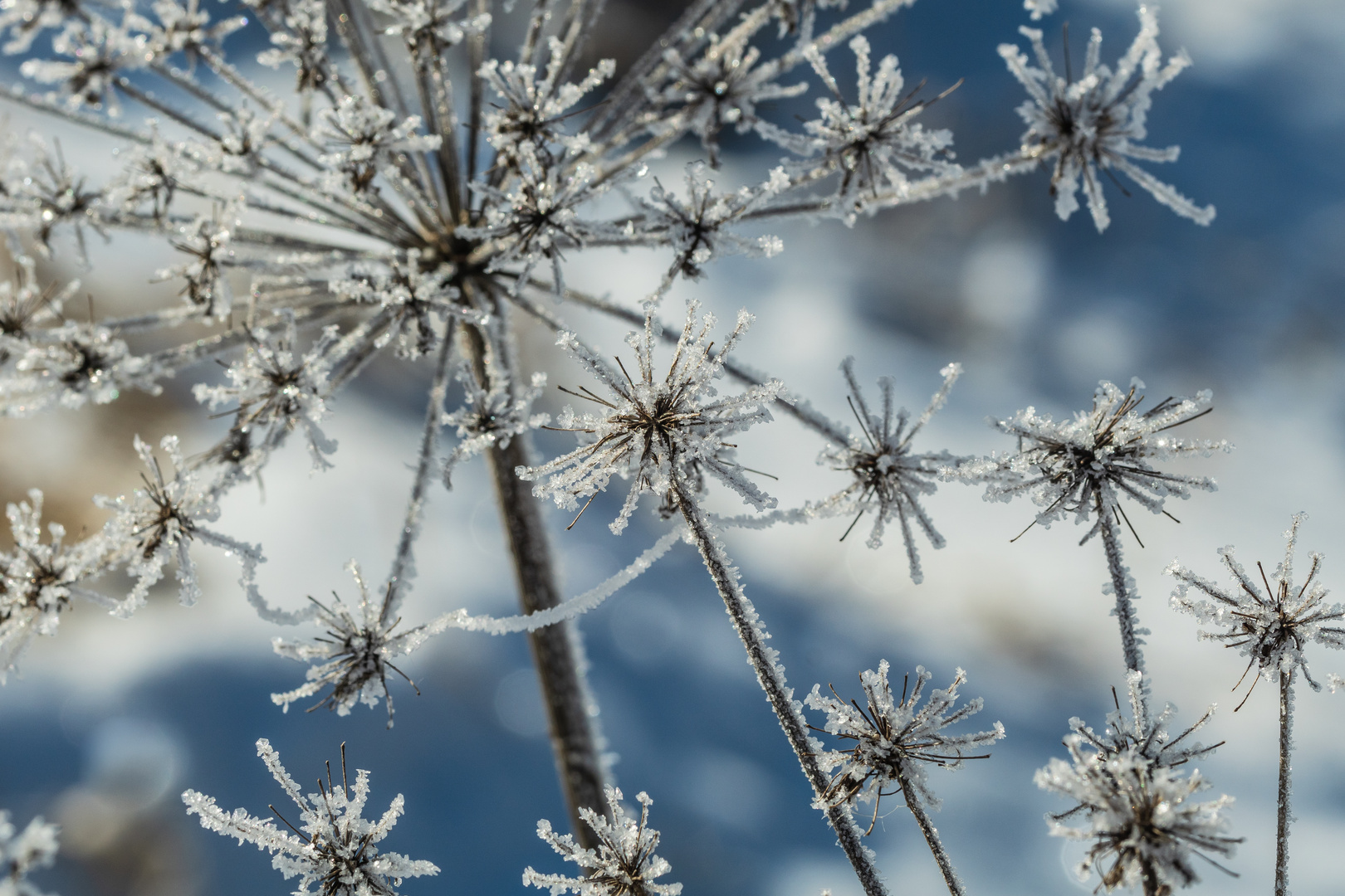 Eine Eisblume zum Mittwoch