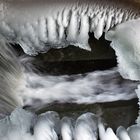 Eine Eisrobbe wurde gesichtet...