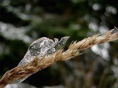 Eine Eisschildkröte