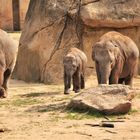 eine Elefantenfamilie 