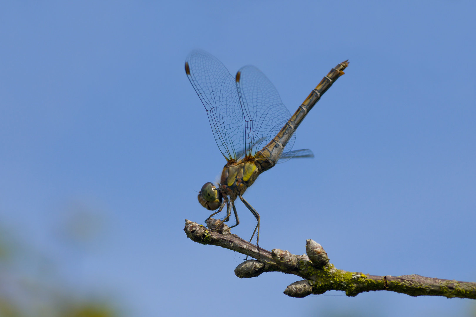 Eine elegante Pose