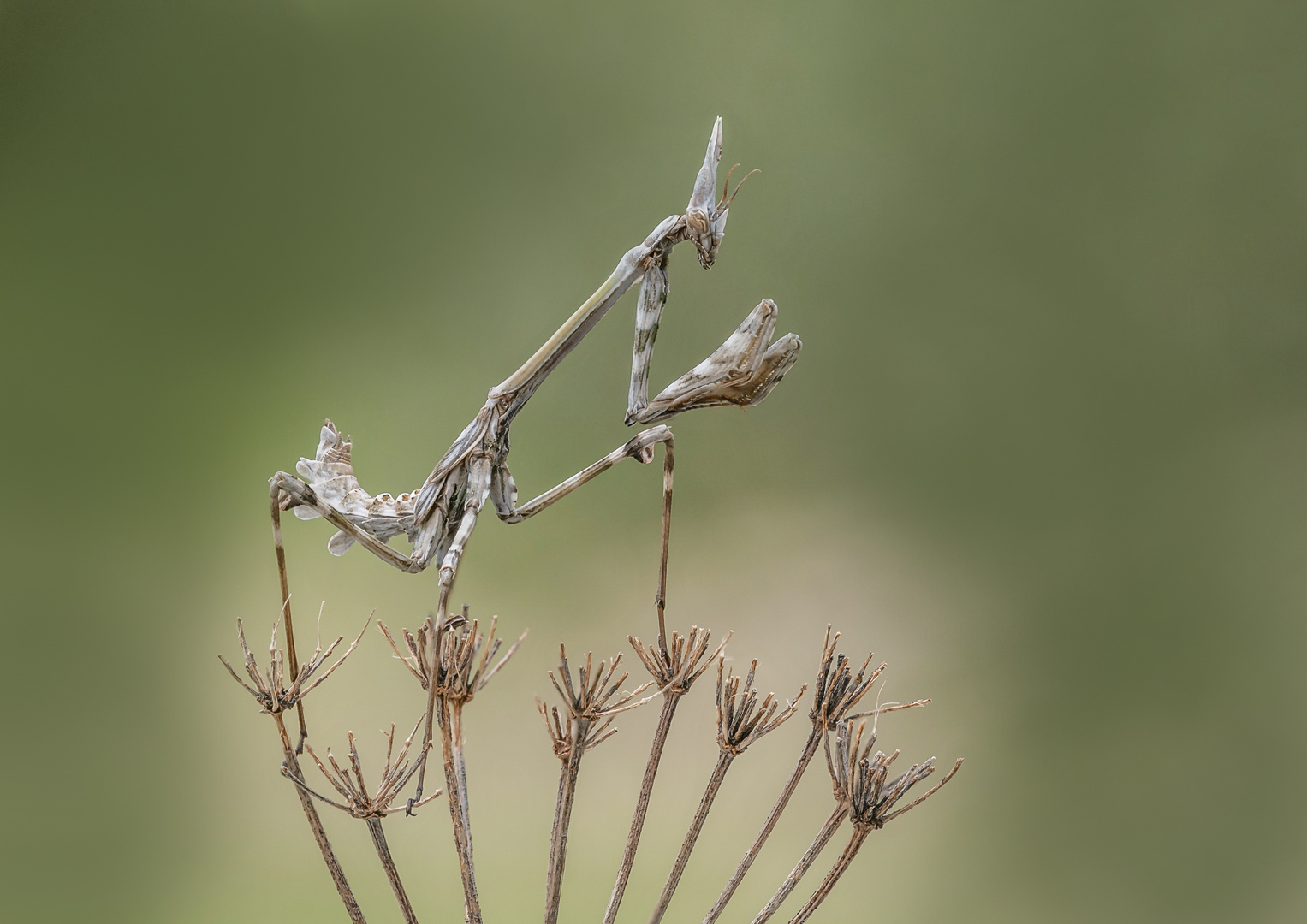 Eine Empusa pennata im Larvenstadium