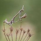 Eine Empusa pennata im Larvenstadium