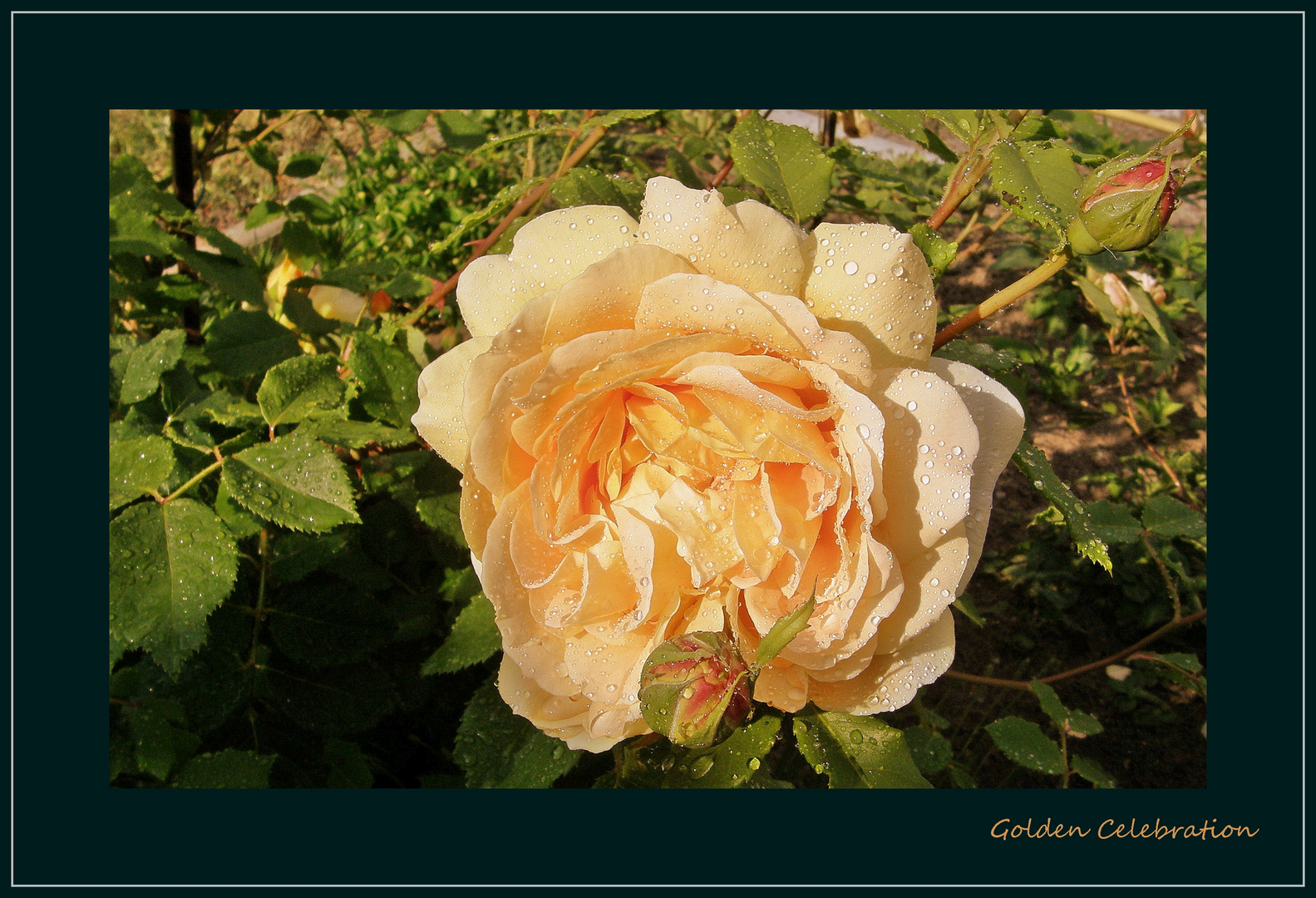 Eine englische Rose