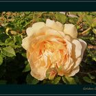 Eine englische Rose