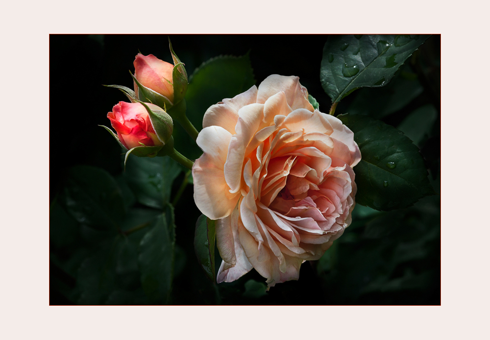 Eine englische Rose aus meinem Garten für eine gute Freundin....