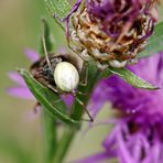 eine Enoplognatha 