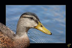 eine Ente