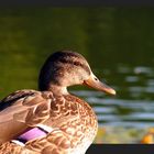 Eine Ente