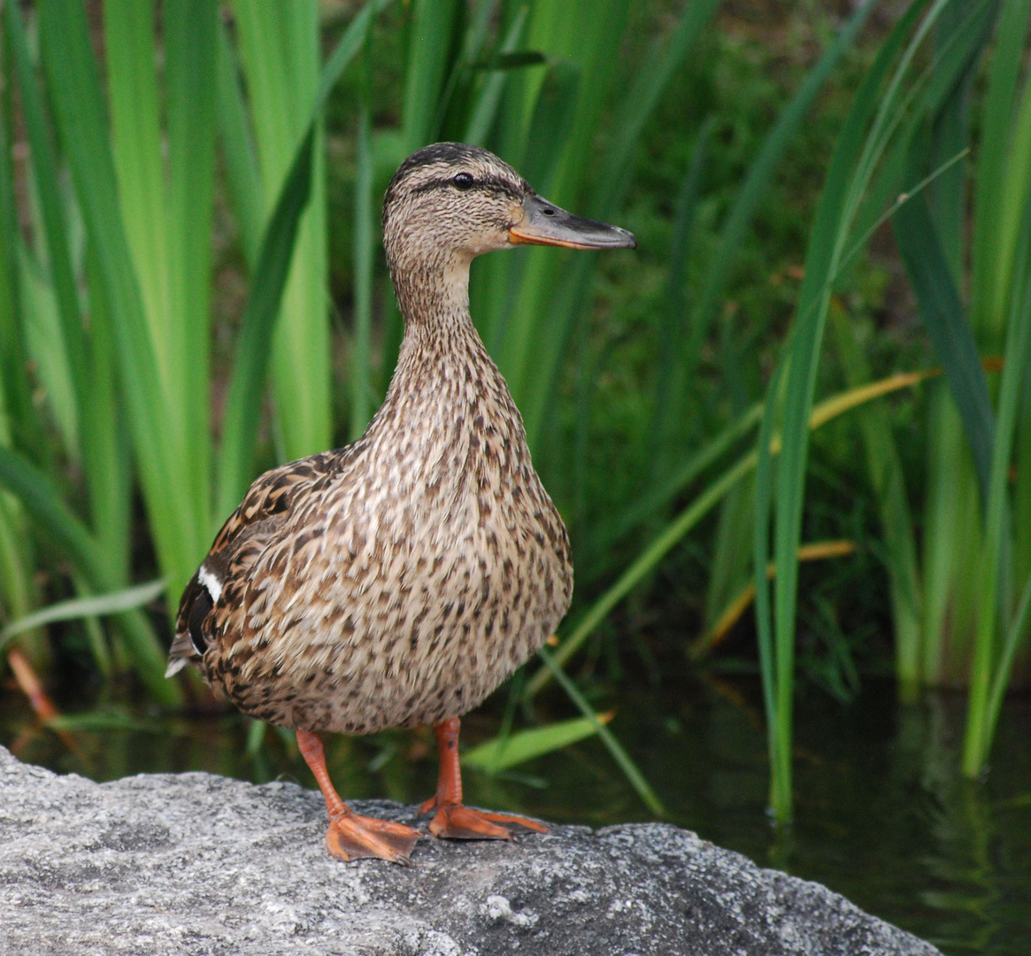 eine Ente