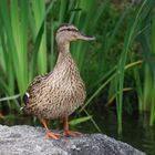 eine Ente