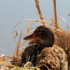 Eine Ente am Ufer