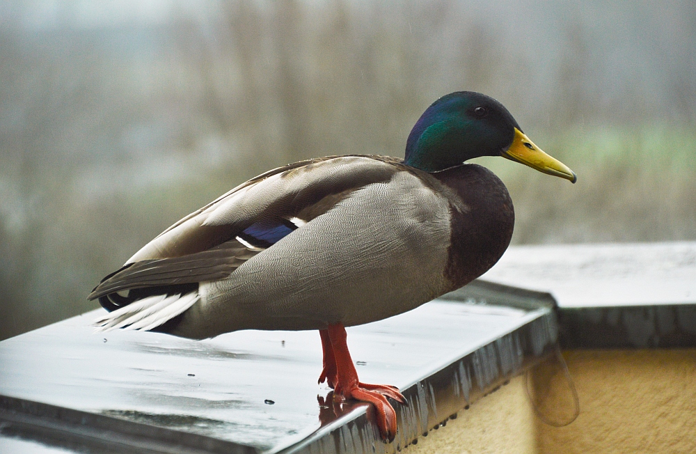 Eine Ente auf Besuch