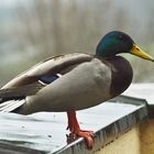 Eine Ente auf Besuch