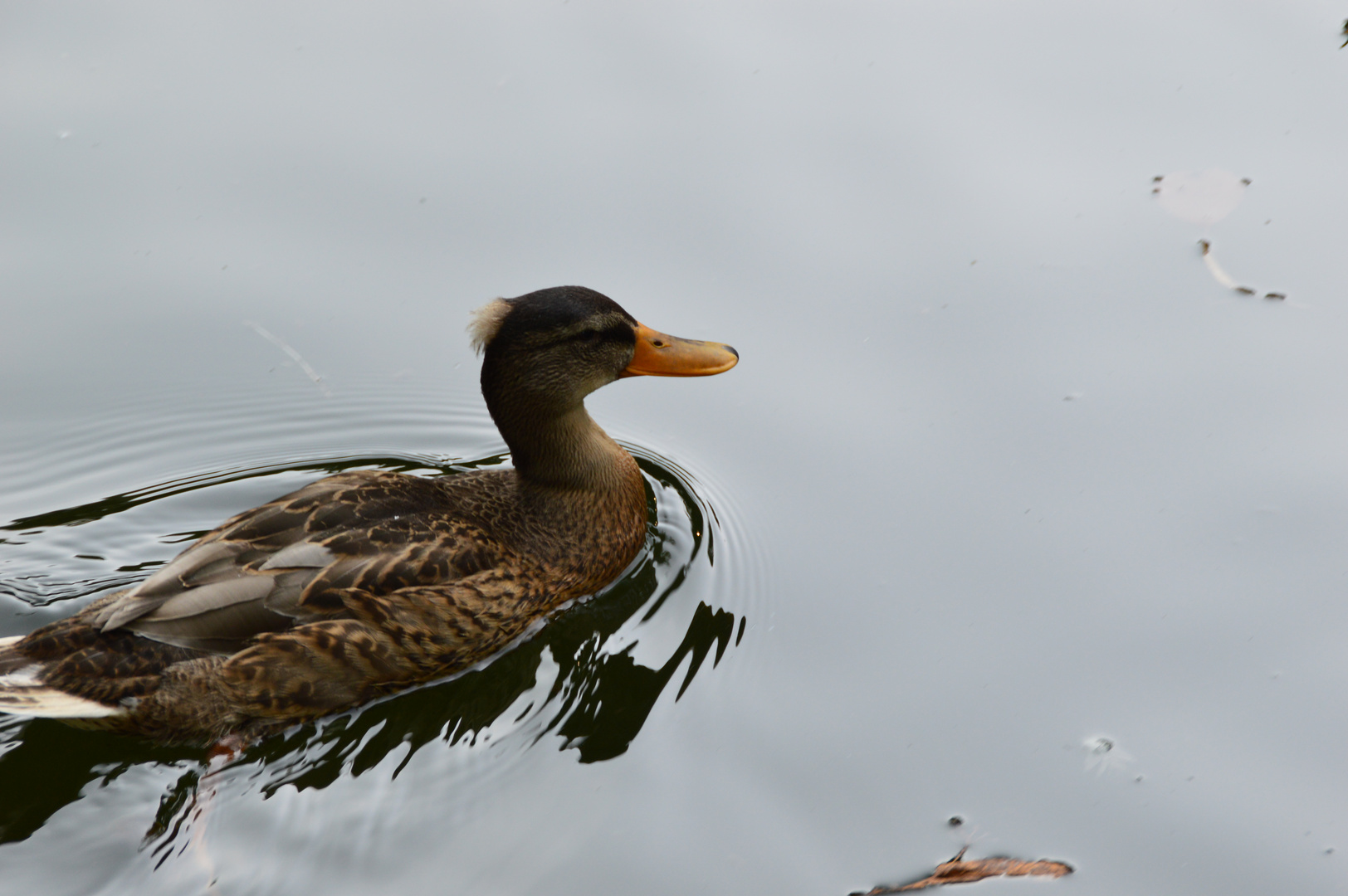 Eine Ente auf dem See