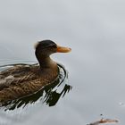 Eine Ente auf dem See