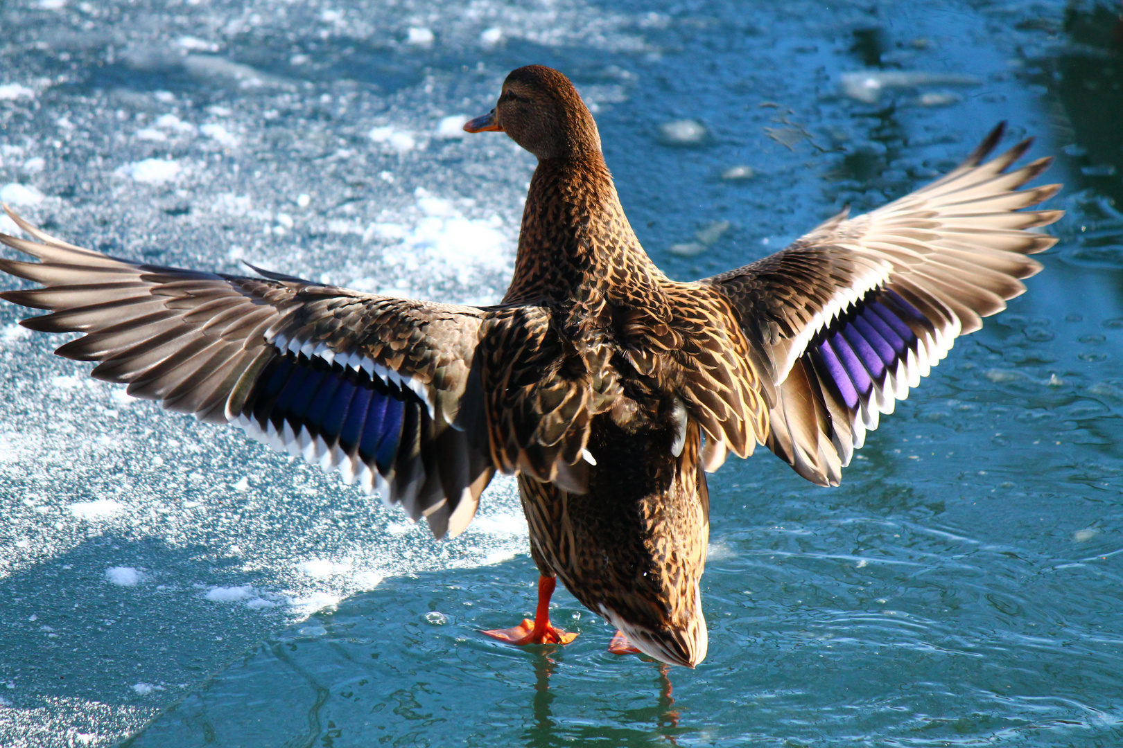 Eine Ente auf einem gefrorenen See