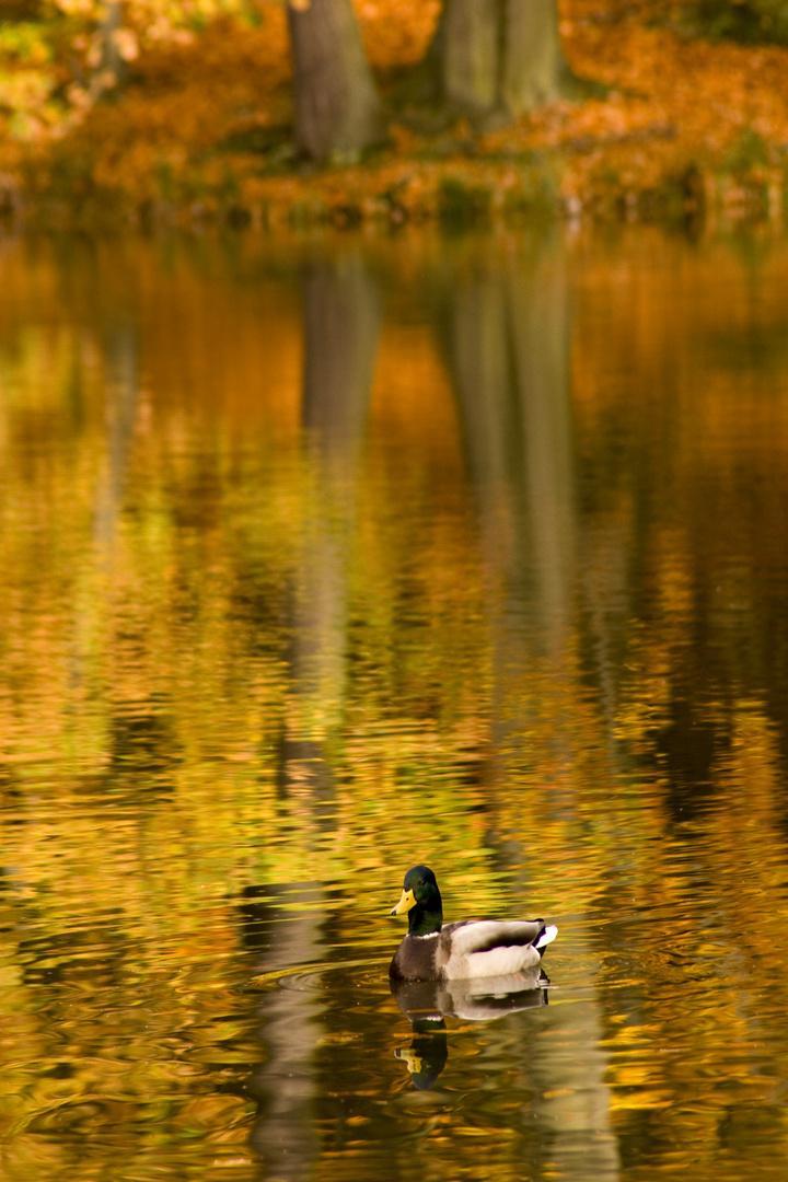 Eine Ente auf einem See im Herbst