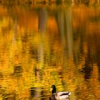 Eine Ente auf einem See im Herbst