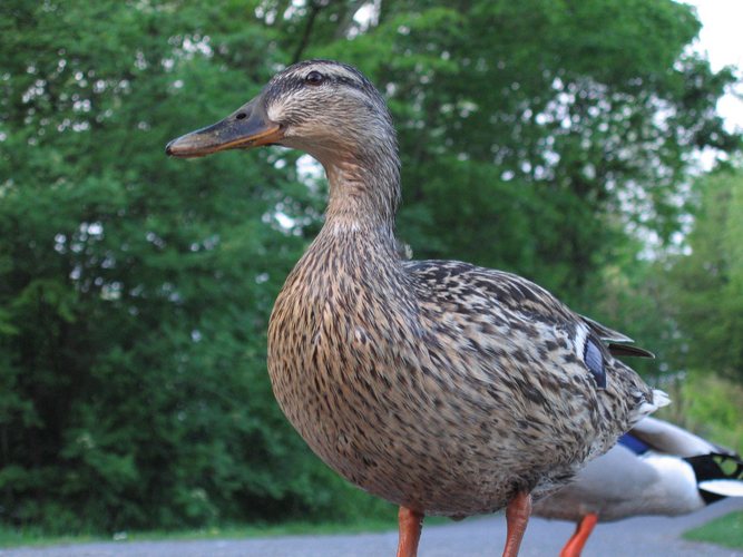 Eine Ente aus der Foschprepektive