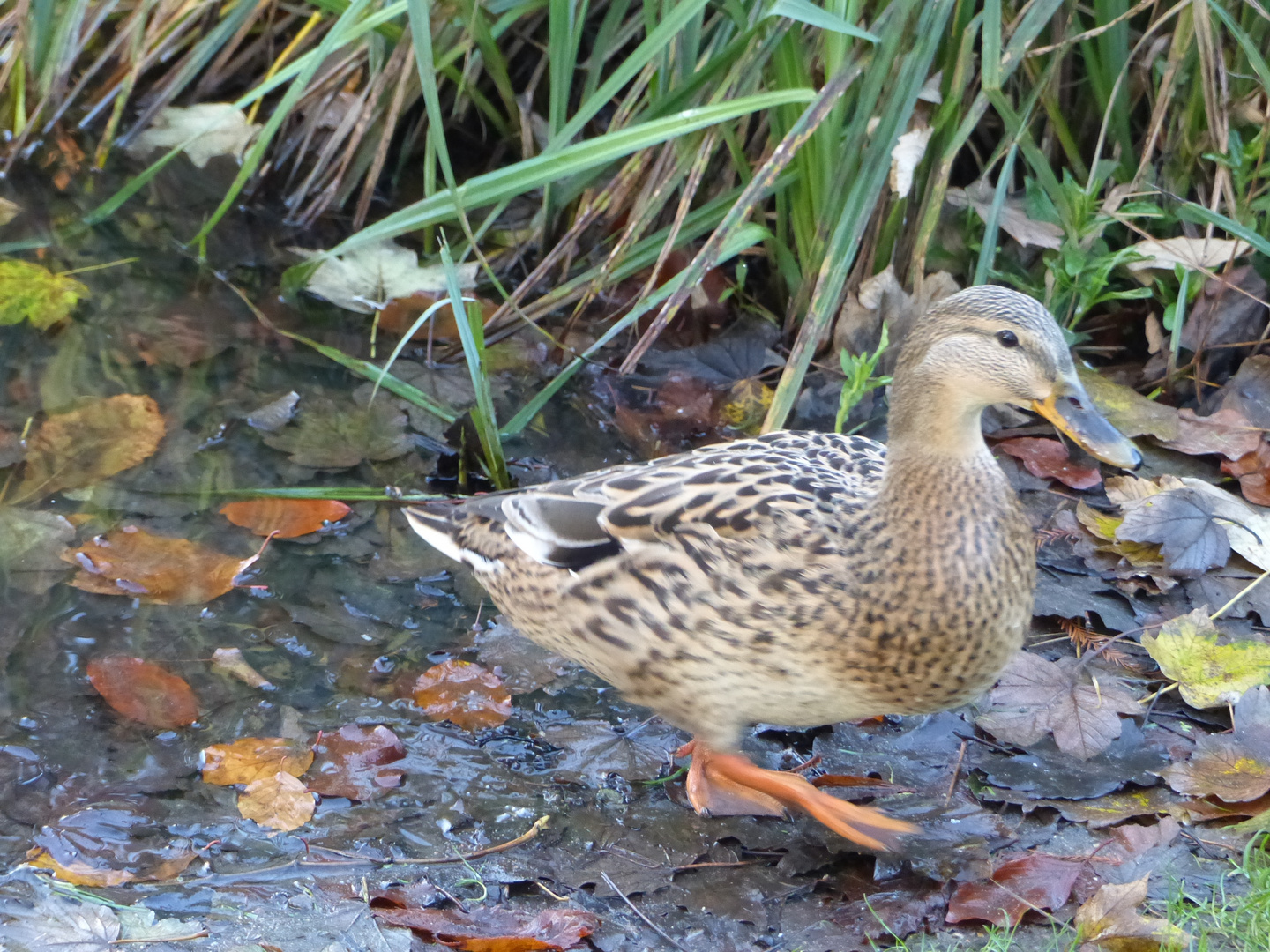 Eine Ente