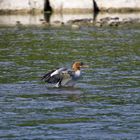 Eine Ente beim Abkühlen