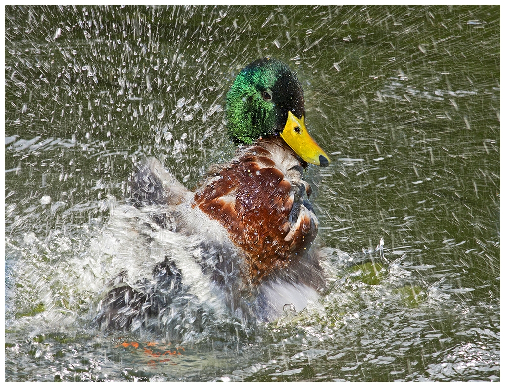 Eine Ente beim Baden.