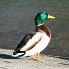 Eine Ente