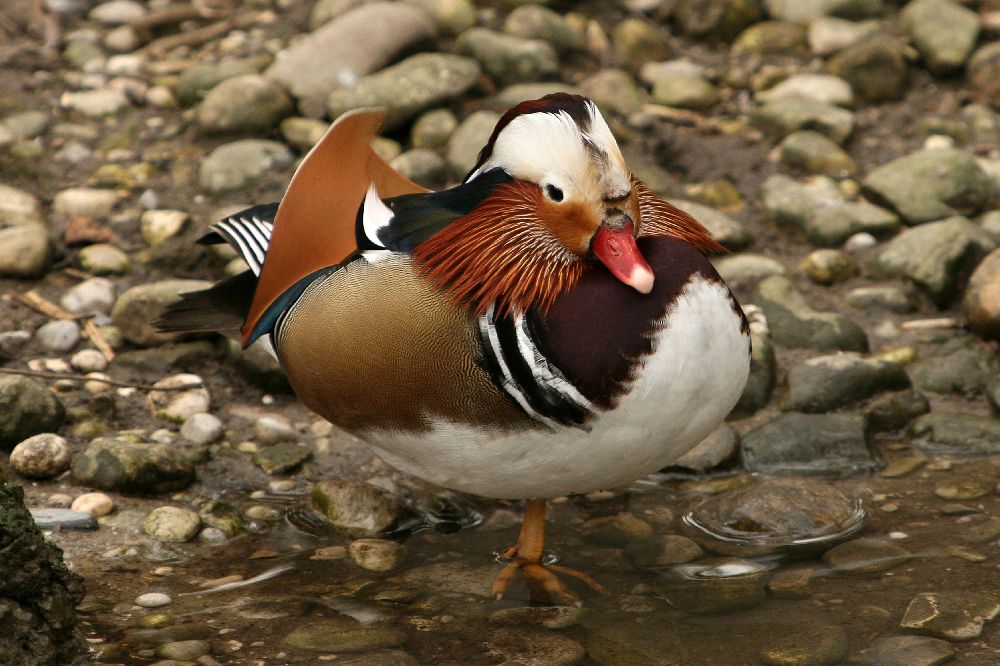 Eine Ente (denke ich)