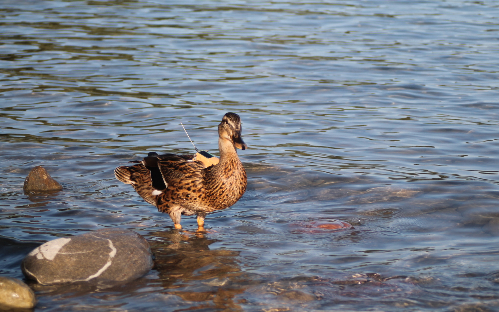 Eine Ente der NSA :)