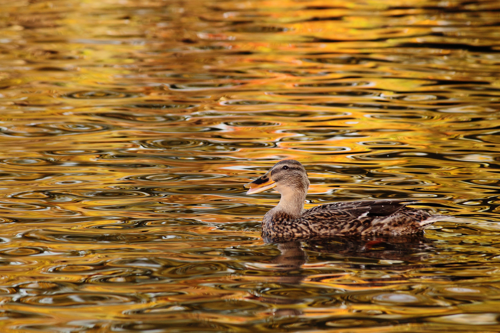 Eine Ente die in Gold schwimmt...