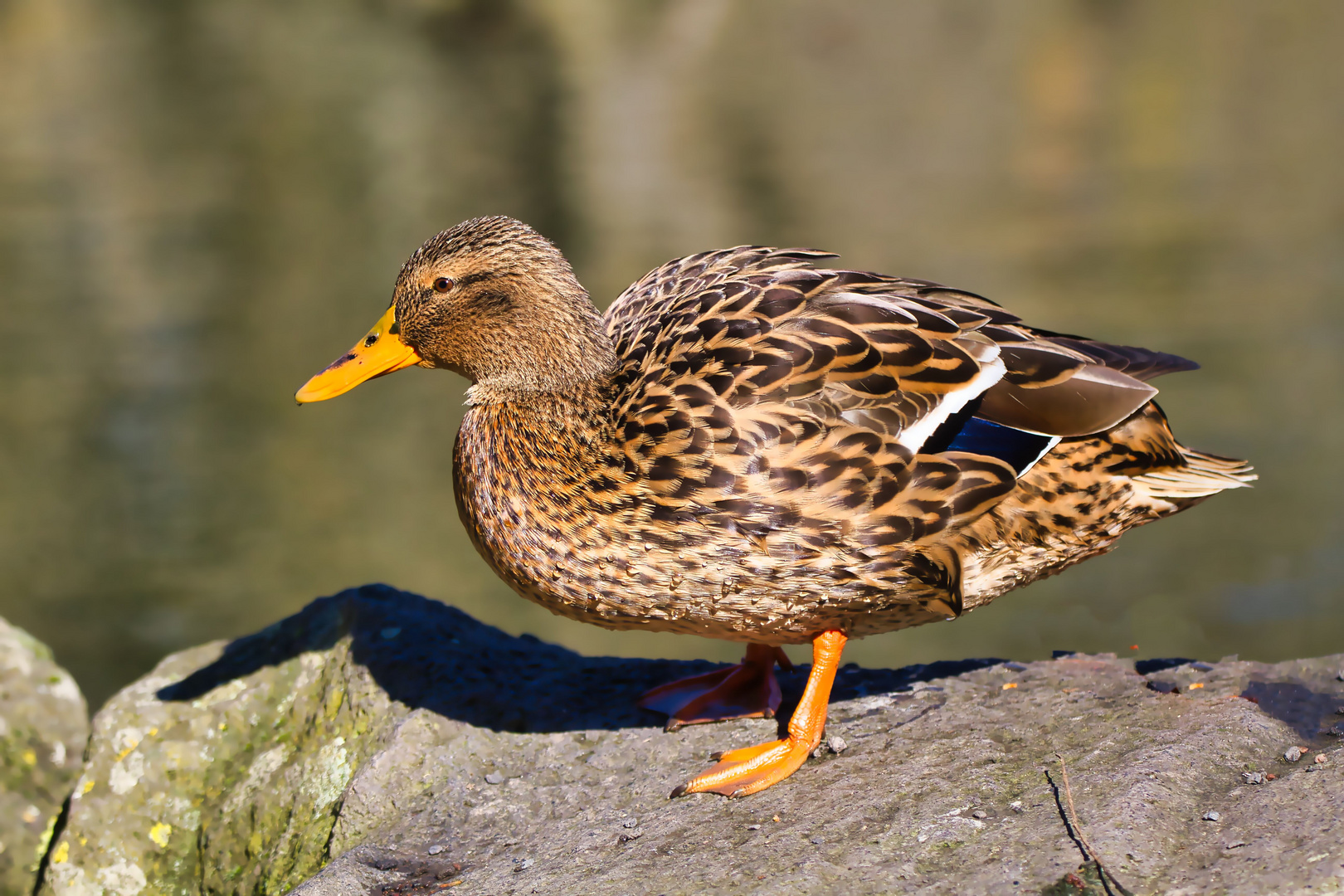 Eine Ente