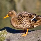 Eine Ente