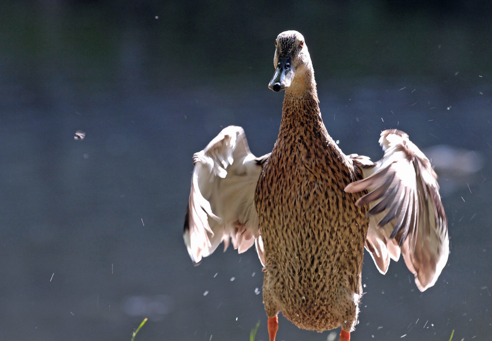 Eine Ente ... :-)