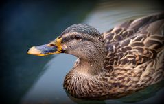 Eine Ente, eine Ente...!