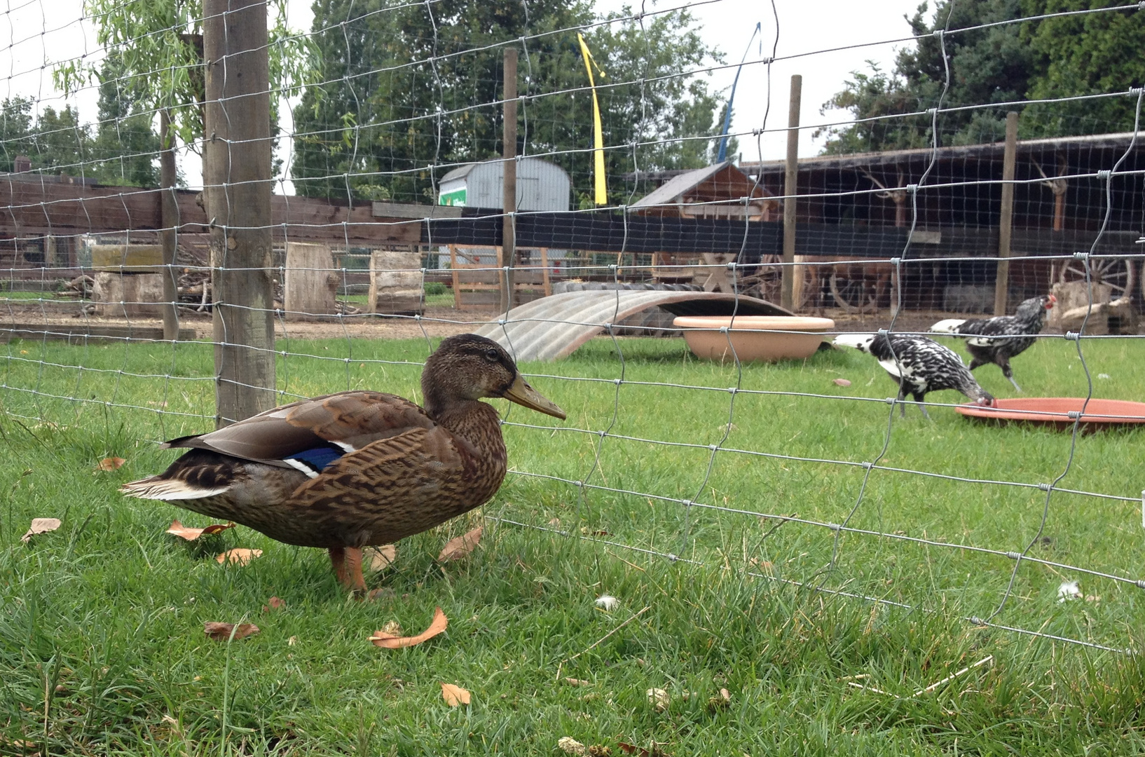 Eine Ente geht in den Zoo