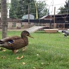 Eine Ente geht in den Zoo